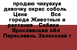 продаю чихуахуа девочку,окрас соболь › Цена ­ 25 000 - Все города Животные и растения » Собаки   . Ярославская обл.,Переславль-Залесский г.